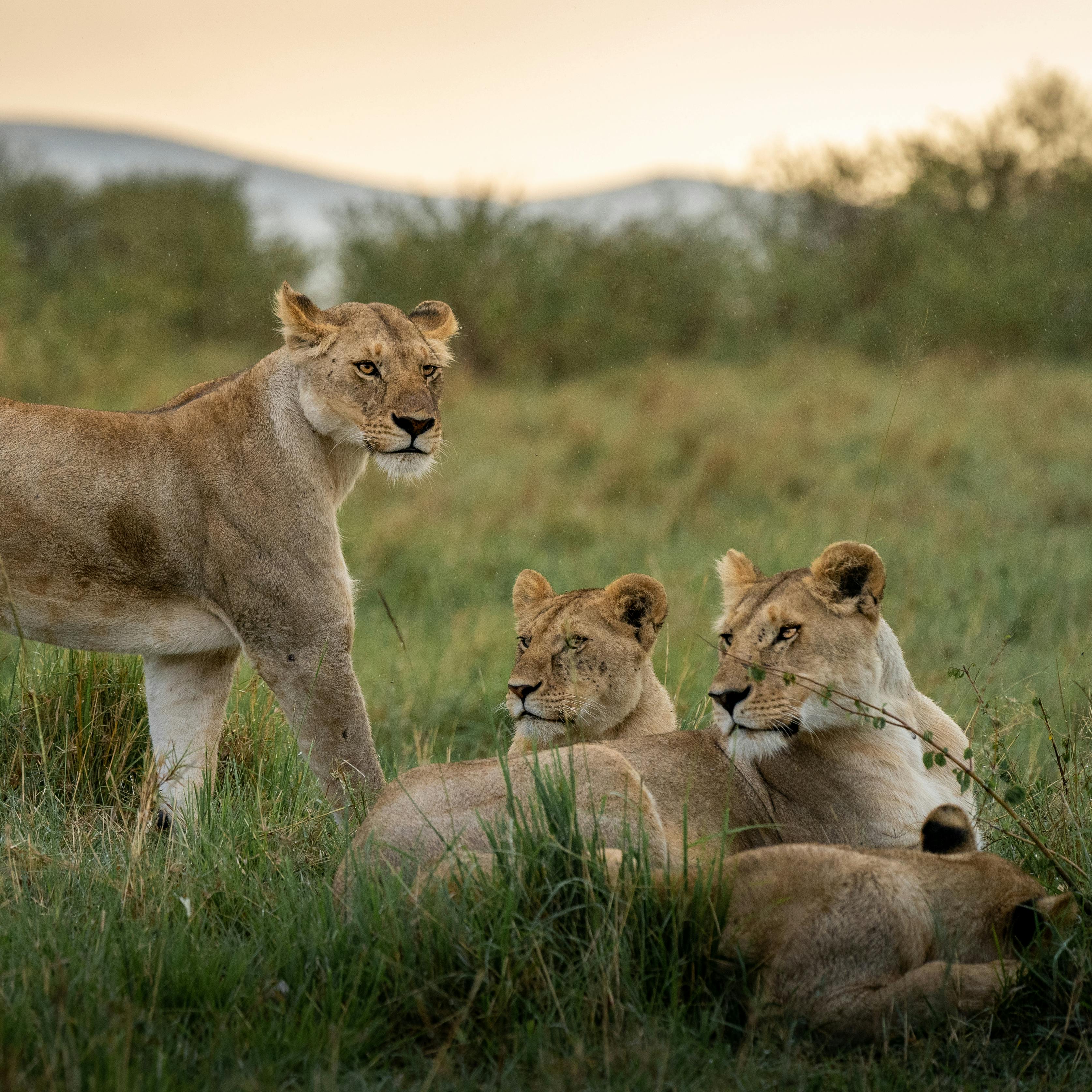 7-Day Nairobi & Samburu Wildlife Safari Tour