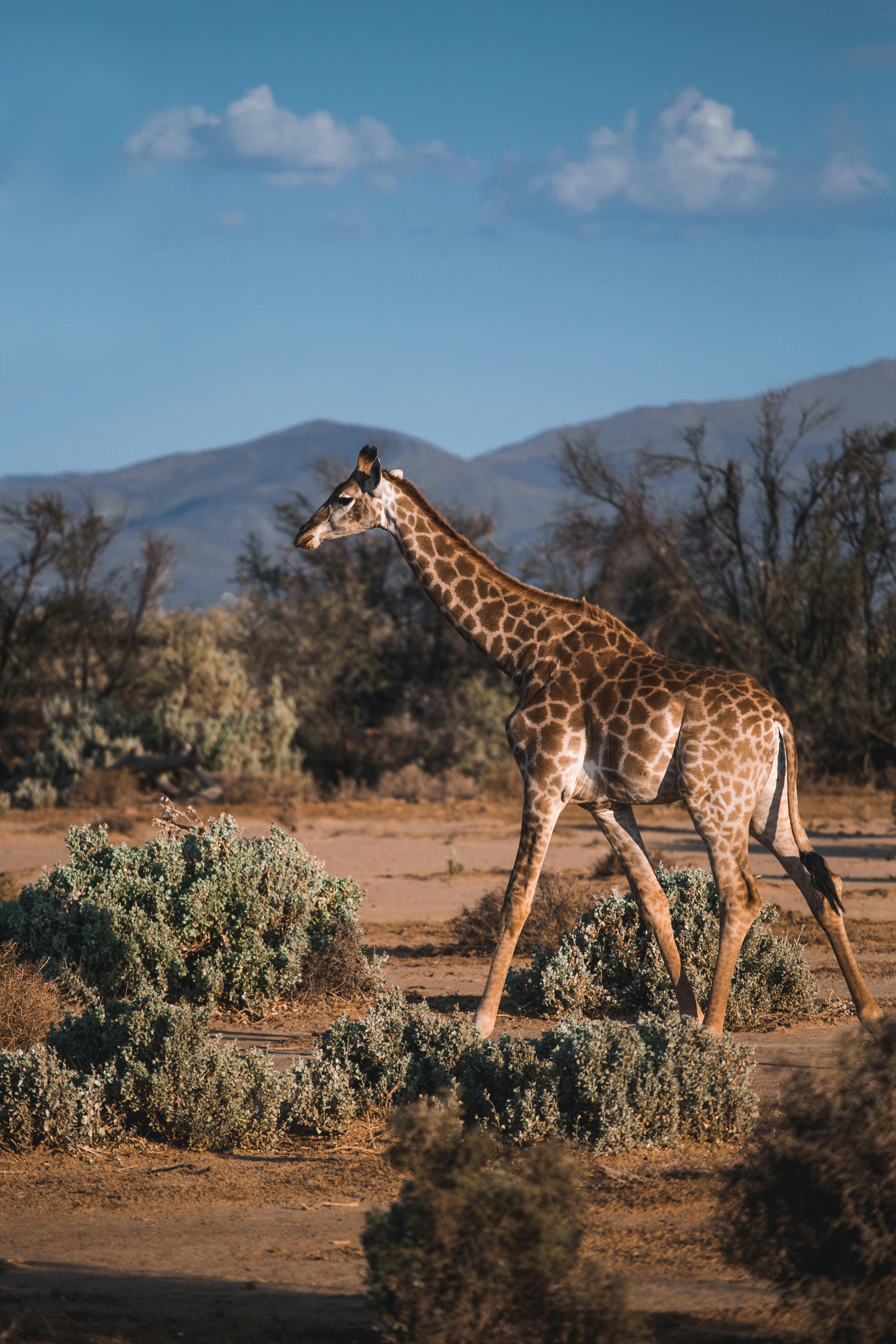 Nairobi Day Tour – Giraffe Center, Kitengela Glass, Kazuri Beads & Arboretum