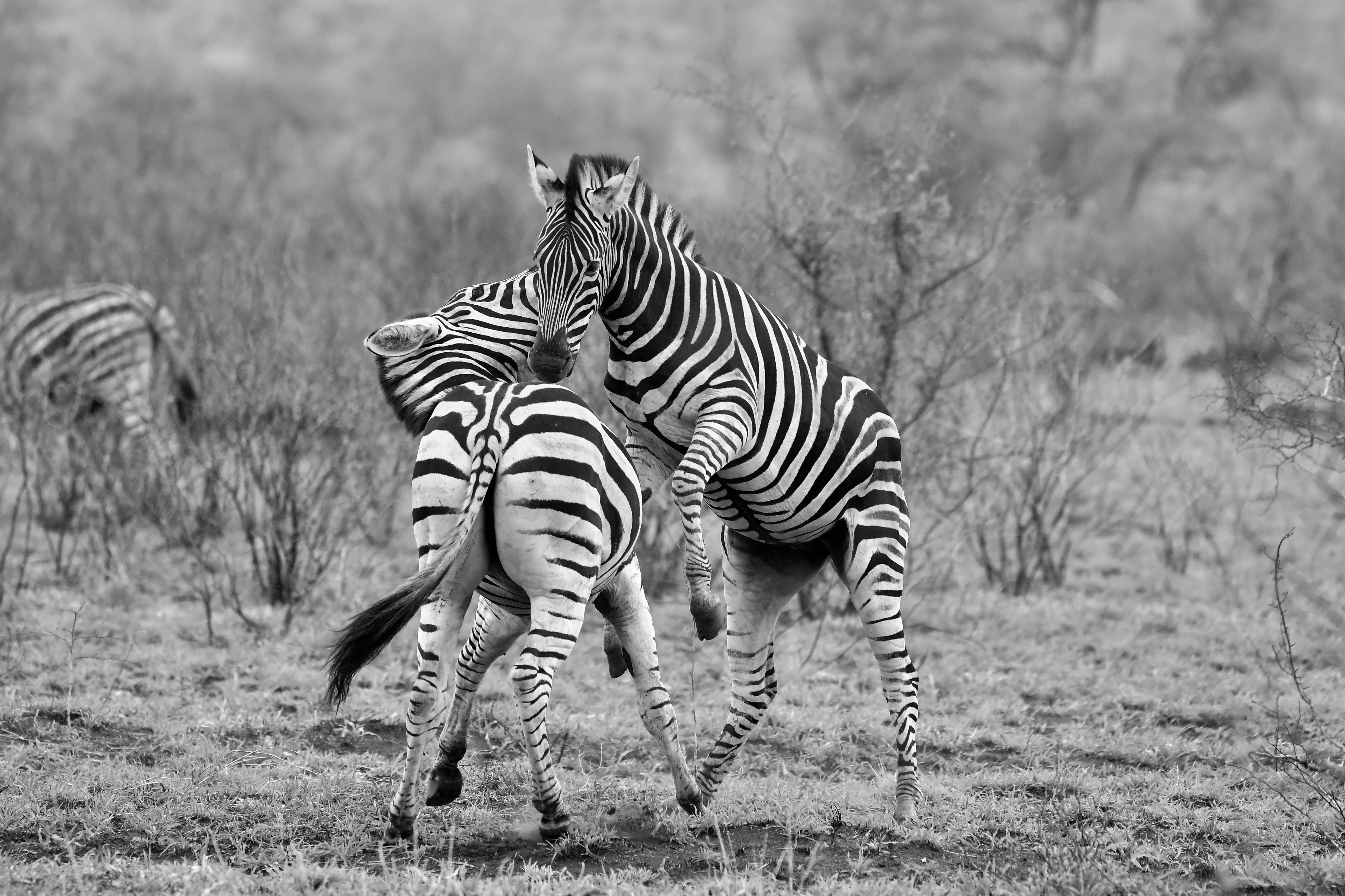 12-Day Kenya Safari: Nairobi, Naivasha, Maasai Mara & Diani